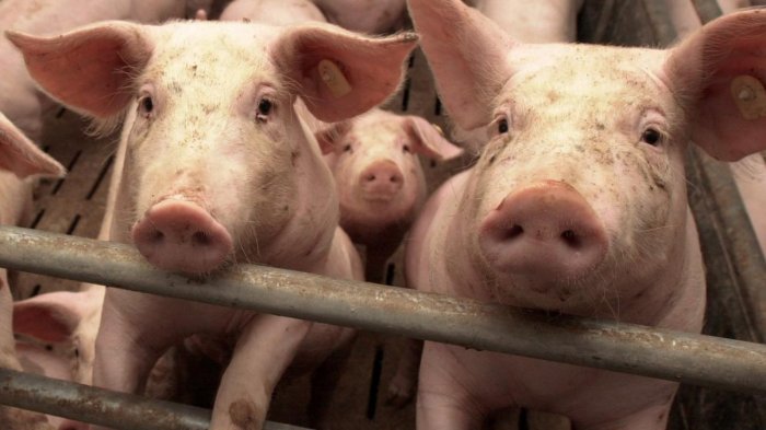 Африканская чума свиней: дезинфекция и план ликвидации