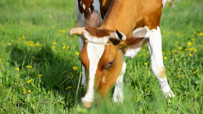 пищевые добавки  для стельных коров, пищевые добавки  для дойных коров в Воронеже и Воронежской области