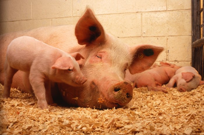 Африканская чума свиней и меры по ее предотвращению