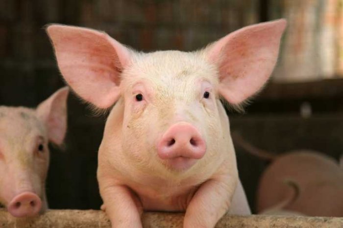 Дезинфекция: как уберечь свиней от африканской чумы?