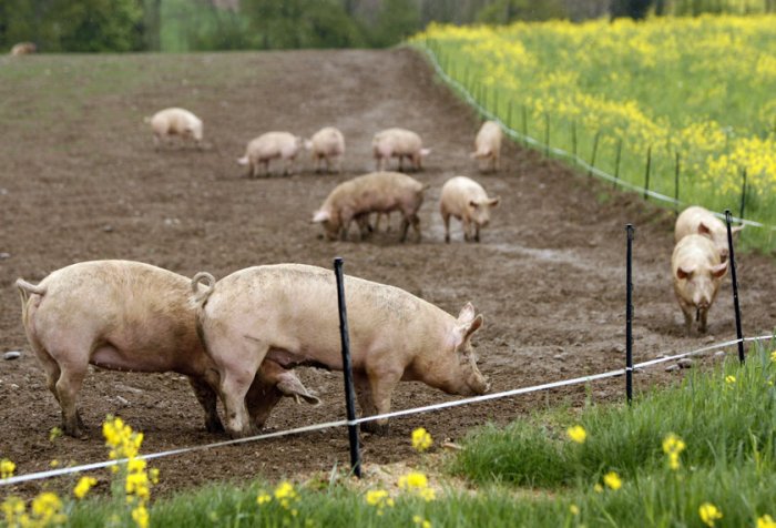 Африканская чума свиней: влияние на сельское хозяйство и меры борьбы