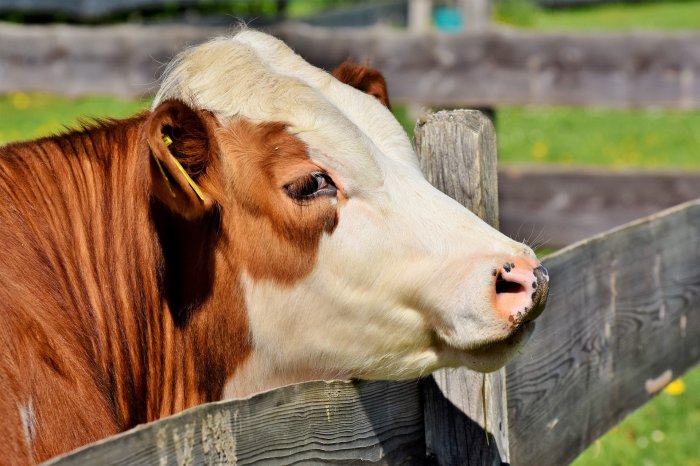 Крем для увлажнения вымени коров