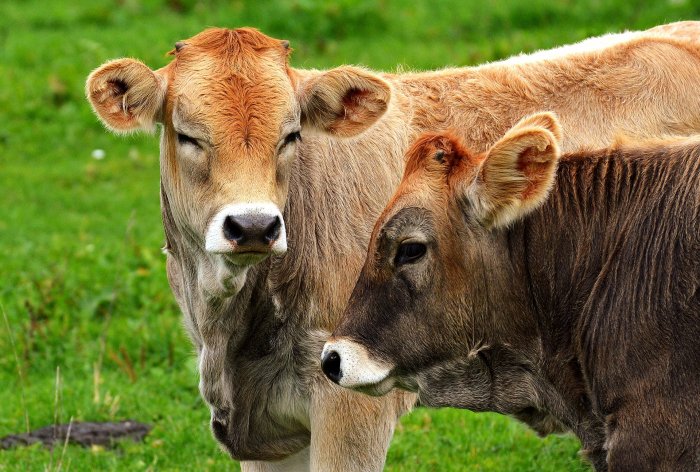 Увлажняющий крем для вымени коров