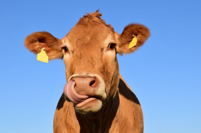 Качественный крем для коровьего вымени