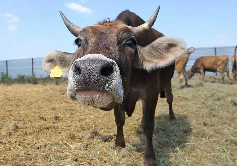 Крем для увлажнения вымени коров Italmas Dairymast крем для вымени коров для людей
