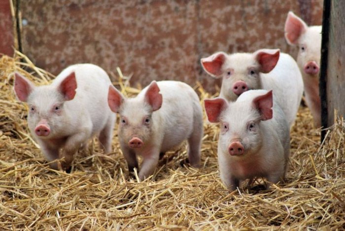 Африканская чума свиней в 2016 году и прогнозы на будущее