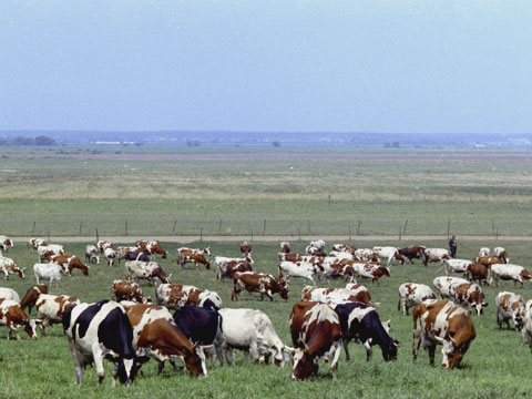 Содержание коров на ферме в различные периоды жизни