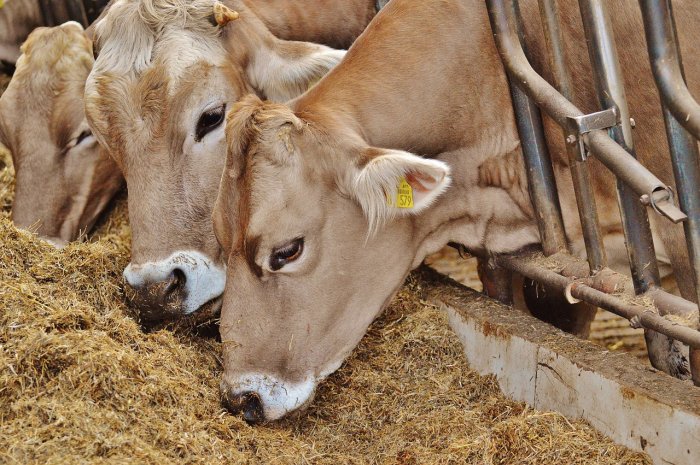 энергетические добавки для стельных коров, энергетические добавки для дойных коров 