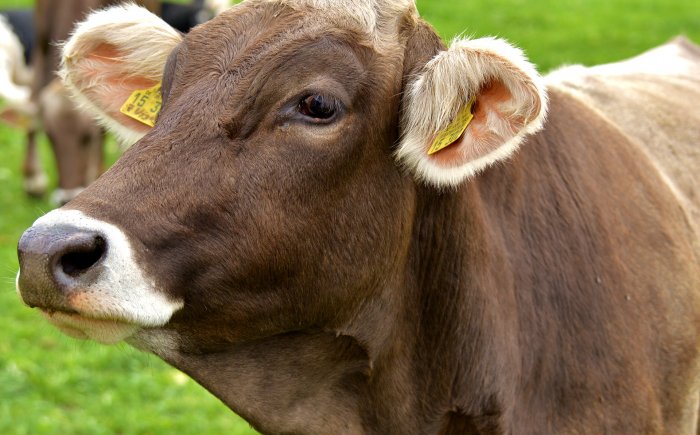 Кремы для коровьего вымени