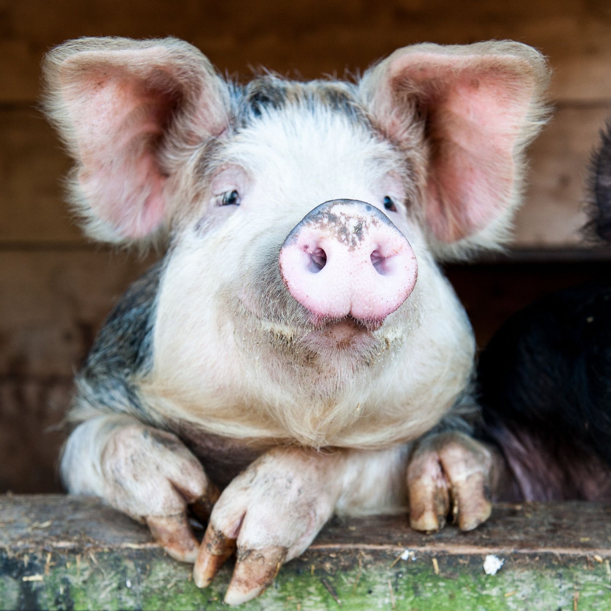 Нужно ли покупать премиксы для свиней?