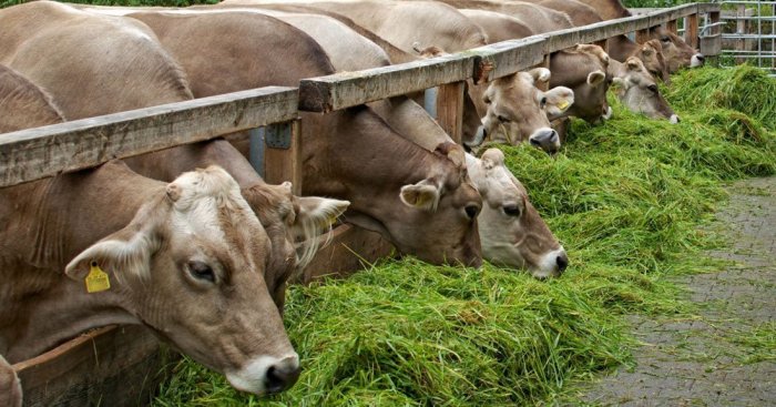Витаминные добавки для стельных коров, витамины для дойных коров в Краснодаре и Краснодарском крае