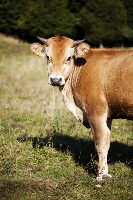 Пищевые добавки для коров в Краснодаре и Краснодарском крае