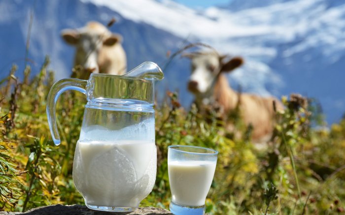 Высокая соматика молока причины