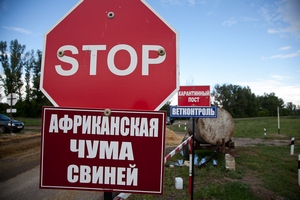 Незаконное захоронение свиней — источник АЧС в Крыму