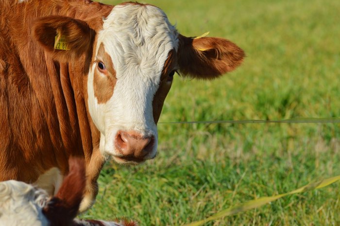 Энергетические добавки для коров в Краснодаре и Краснодарском крае