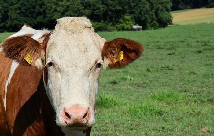витамины и микроэлементы дойным коровам