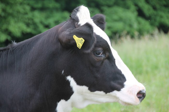 Ветеринарный крем для вымени коровы