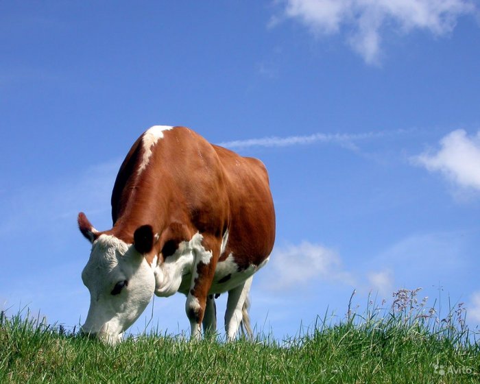 Зачем нужны витамины для коров в Воронеже и Воронежской области