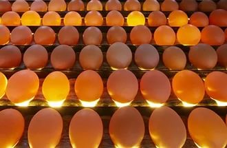 Дезинфекция товарного яйца на птицефабриках
