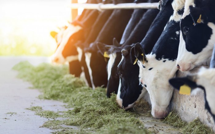 энергетические добавки для стельных коров, энергетические добавки для дойных коров 